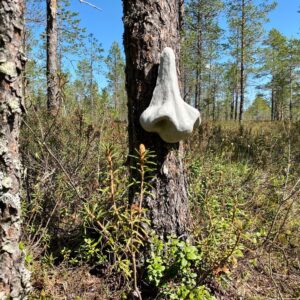 Taideopiskelijat toteuttivat taideteoksia suoluontopolulle Hämeenkankaalla